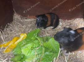 Beautiful 12 week old Guinea pigs