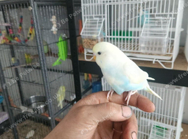 Hand tame baby rainbow