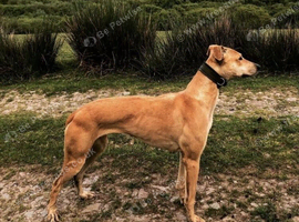Lurcher pups