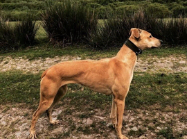 Lurcher pups for sale