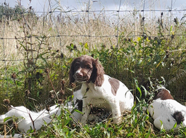 Gorgeous English Springer Spaniel Puppies