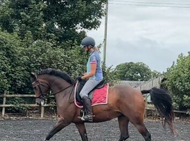 Dressage pocket rocket