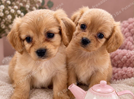 Two Cavachons puppies