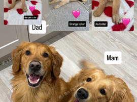 Golden retriever puppies