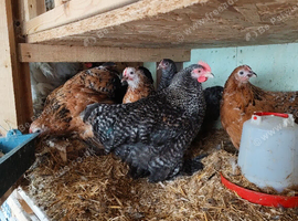 One pair Young pekins