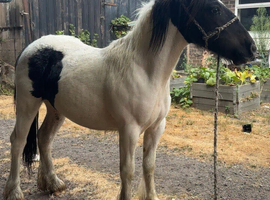 1 year old gelding