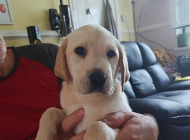 Beautiful puppies