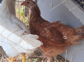 4 month old chicks