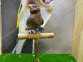 Cut throat finches