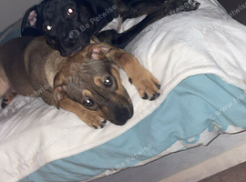 5 pups ready to rehome