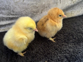 Different variety of bantams for sale
