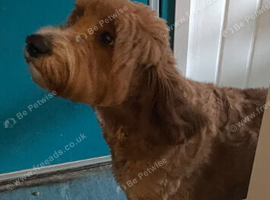 Mabel 16 month old labradoodle