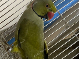 Semi tame Male Indian Ringneck
