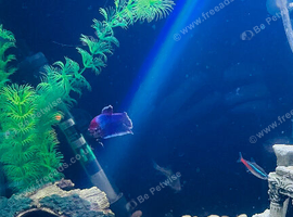 Betta young male