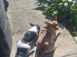 Male jack russell