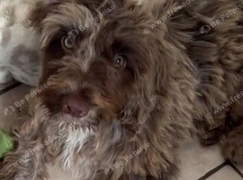Cockapoo 6 months old