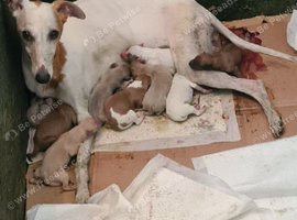 Gorgeous whippet puppies