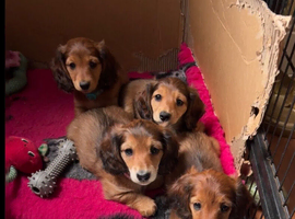 4 female long haired dachshunds