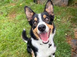 Border collie pup