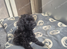 Cockapoo puppy