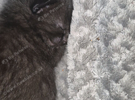 Cat and her kitten