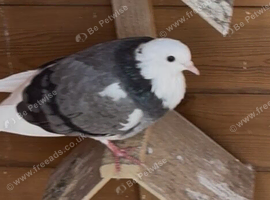 Roller pigeons