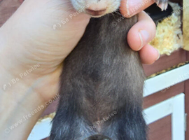 Ferret kits