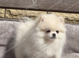 Adorable Mini Pomeranian Puppies