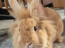 Beautiful male lionhead