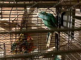 Kakariki babies  ready for new homes Now