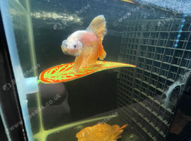 Premium Betta fish for sale