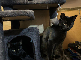 Maisie & Luca (2 black cats)