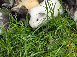 4 female guinea pigs