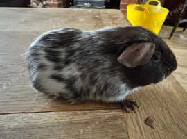 Beautiful Guinea Pigs