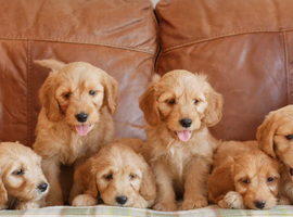 Stunning Health Tested Miniature Goldendoodle Puppies