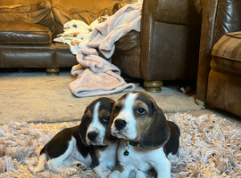 Full show type beagles