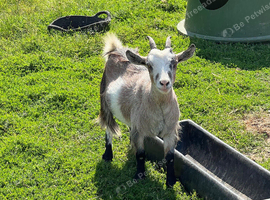 female pure pygmy goat