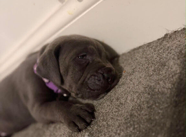 Cane Corso Puppies