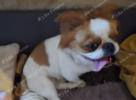 Japanese chin x