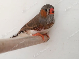 Triple Orange carrier zebra finch male