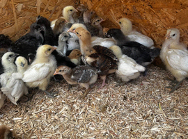 Chicks from day olds