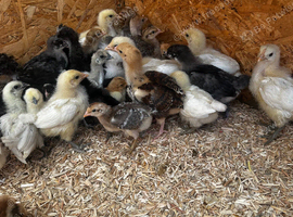 Chicks