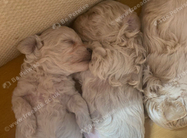 Toy maltipoo puppies forever homes only