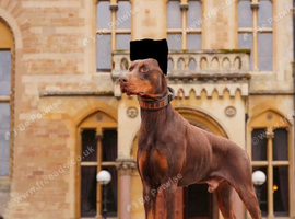 Trained Doberman