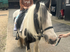 Stunning little mare