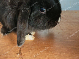 Pure Bred Mini Lop Boy