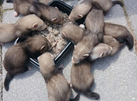 Ferrets