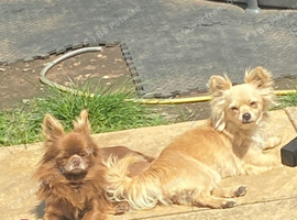 Long haired chihuahua pups