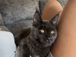 Mainecoon stud