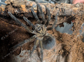 Tarantula
